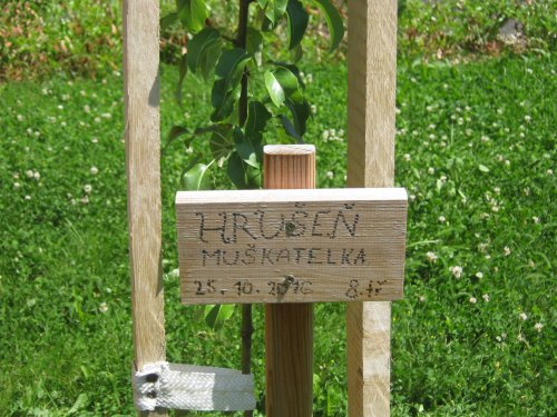 Náš strom Hrušeň muškatelka